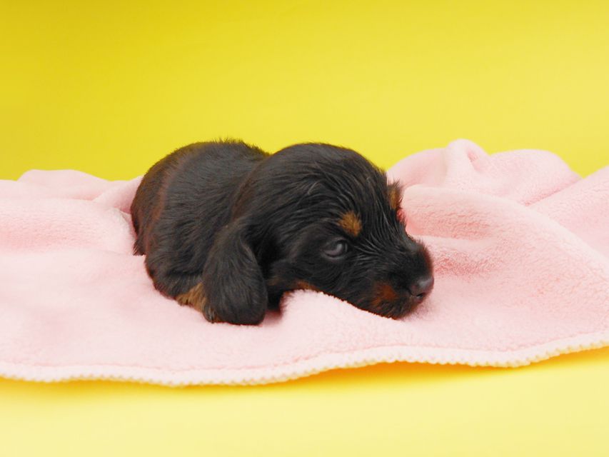 カニンヘンダックスフンド KT & ブルースの子犬 ブラックタン 男の子 お写真初登場