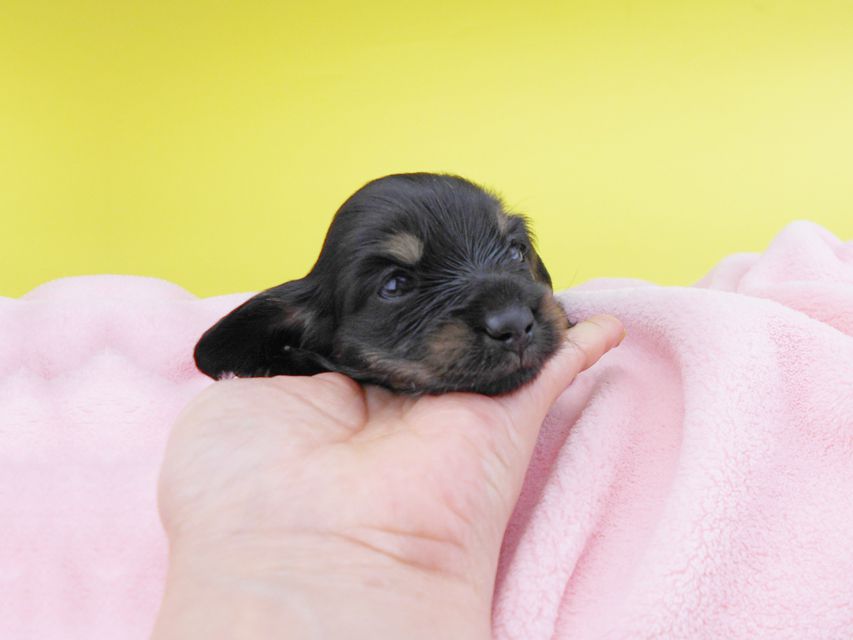 カニンヘンダックスフンド KT & ブルースの子犬 ブラックイエロー（ブラッククリーム） 女の子 お写真初登場