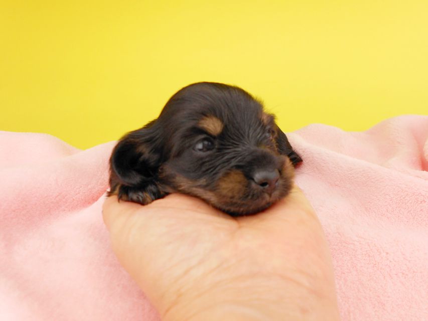 カニンヘンダックスフンド KT & ブルースの子犬 ブラックイエロー（ブラッククリーム） 女の子 お写真初登場