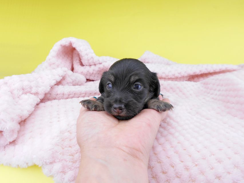 カニンヘンダックスフンド グリム & ナイトの子犬 ブラックイエロー（ブラッククリーム） 男の子 お写真初登場