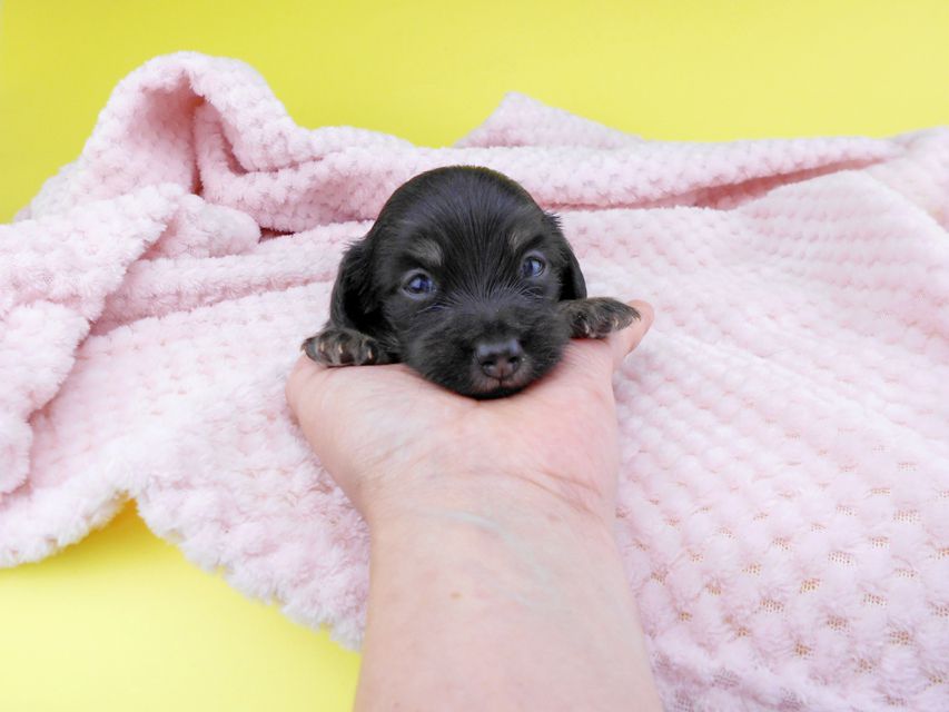 カニンヘンダックスフンド グリム & ナイトの子犬 ブラックイエロー（ブラッククリーム） 男の子 お写真初登場