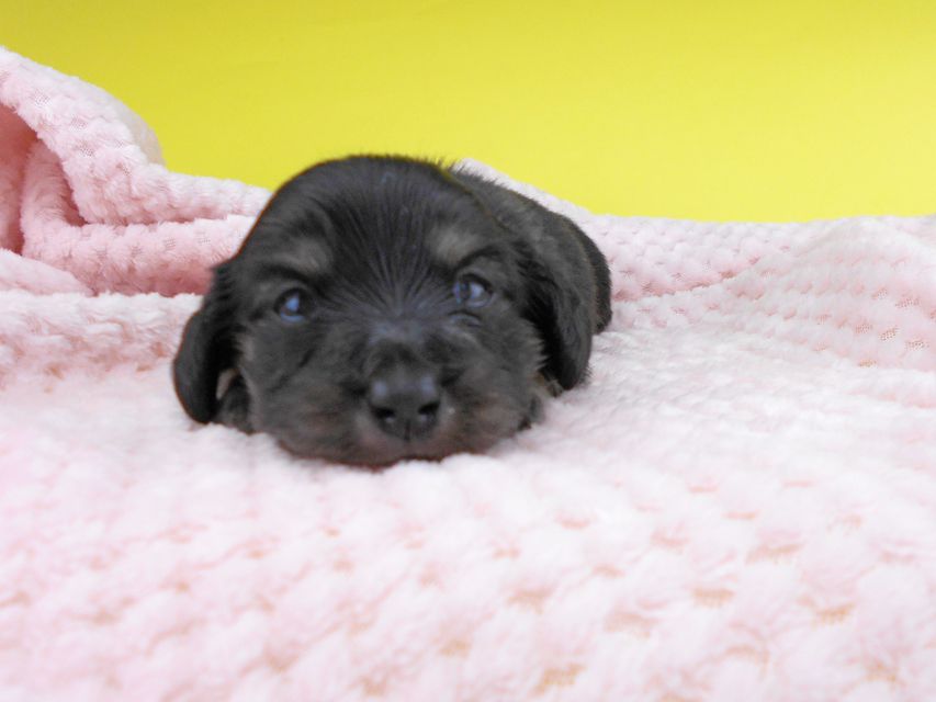 カニンヘンダックスフンド グリム & ナイトの子犬 ブラックイエロー(ブラッククリーム) 女の子 お写真初登場2019-06-20 10.51.24 カニンヘンダックスフンド グリム & ナイトの子犬 ブラックイエロー(ブラッククリーム) 女の子 お写真初登場