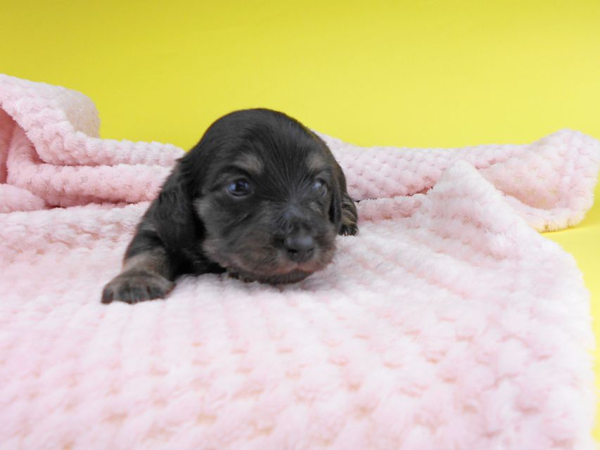 カニンヘンダックスフンド グリム & ナイトの子犬 ブラックイエロー(ブラッククリーム) 女の子 お写真初登場2019-06-20 10.52.19 カニンヘンダックスフンド グリム & ナイトの子犬 ブラックイエロー(ブラッククリーム) 女の子 お写真初登場