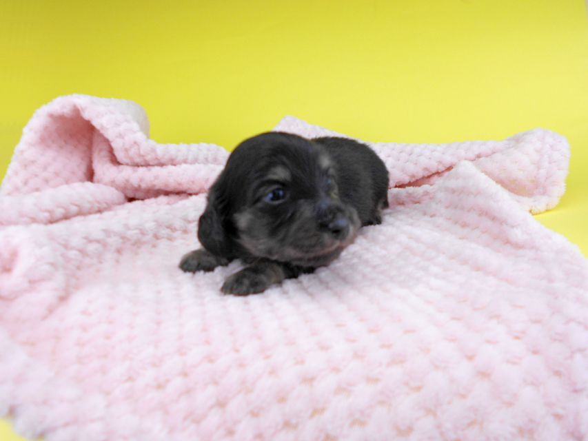 カニンヘンダックスフンド グリム & ナイトの子犬 ブラックイエロー(ブラッククリーム) 女の子 お写真初登場2019-06-20 10.52.36 カニンヘンダックスフンド グリム & ナイトの子犬 ブラックイエロー(ブラッククリーム) 女の子 お写真初登場