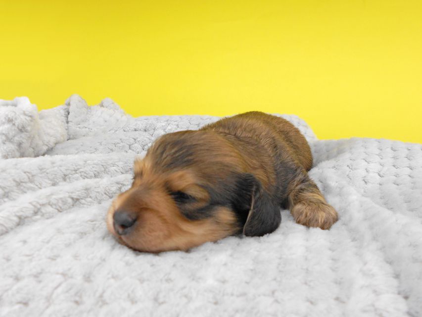カニンヘンダックスフンド 茶葉 & オスカルの子犬 シェーデットイエロー（シェーデットクリーム） 男の子 お写真初登場