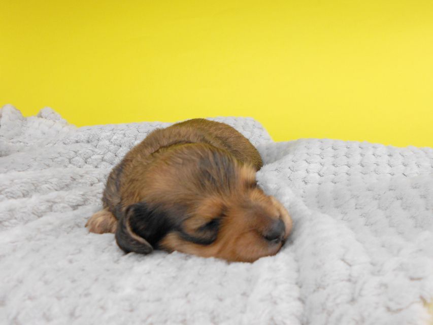 カニンヘンダックスフンド 茶葉 & オスカルの子犬 シェーデットイエロー（シェーデットクリーム） 男の子 お写真初登場