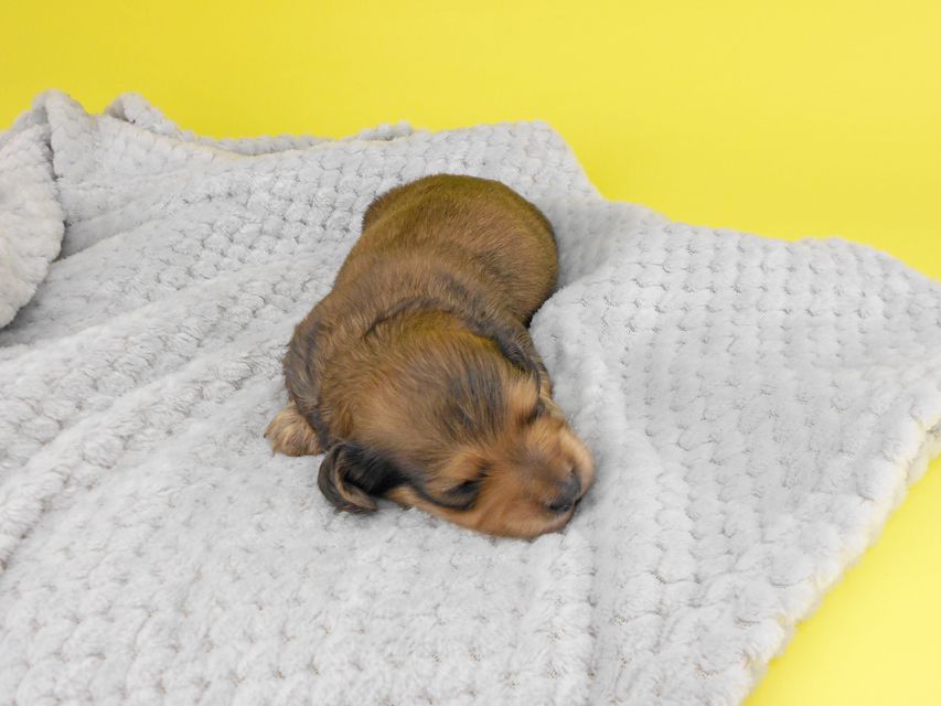 カニンヘンダックスフンド 茶葉 & オスカルの子犬 シェーデットイエロー（シェーデットクリーム） 男の子 お写真初登場