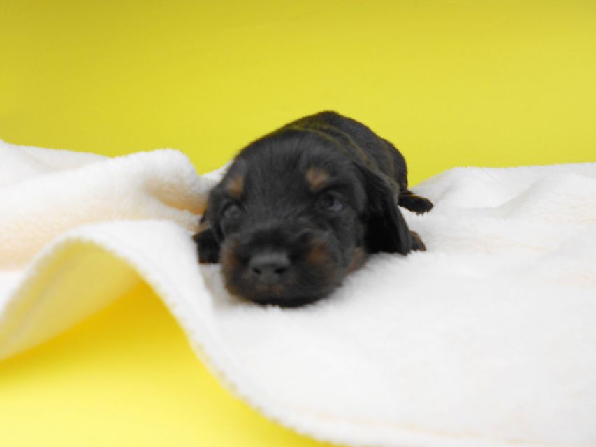 カニンヘンダックスフンド ノエルhp & ブルースの子犬 ブラックタン 女の子 お写真初登場2019-06-20 11.22.18 カニンヘンダックスフンド ノエルhp & ブルースの子犬 ブラックタン 女の子 お写真初登場