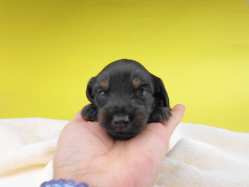 カニンヘンダックスフンド ノエルhp & ブルースの子犬 ブラックタン 女の子 お写真初登場2019-06-20 11.22.48 カニンヘンダックスフンド ノエルhp & ブルースの子犬 ブラックタン 女の子 お写真初登場