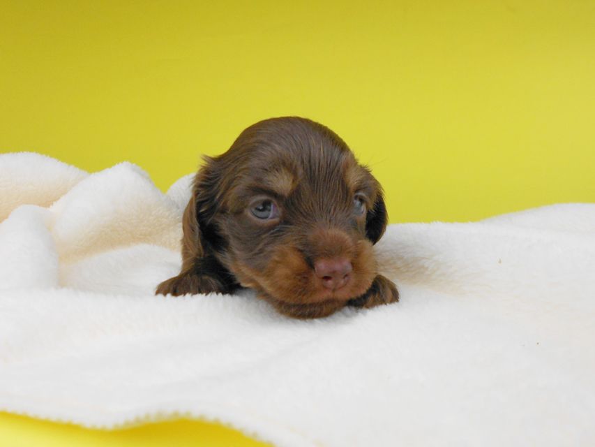 カニンヘンダックスフンド ノエルhp & ブルースの子犬 チョコ系 女の子 お写真初登場