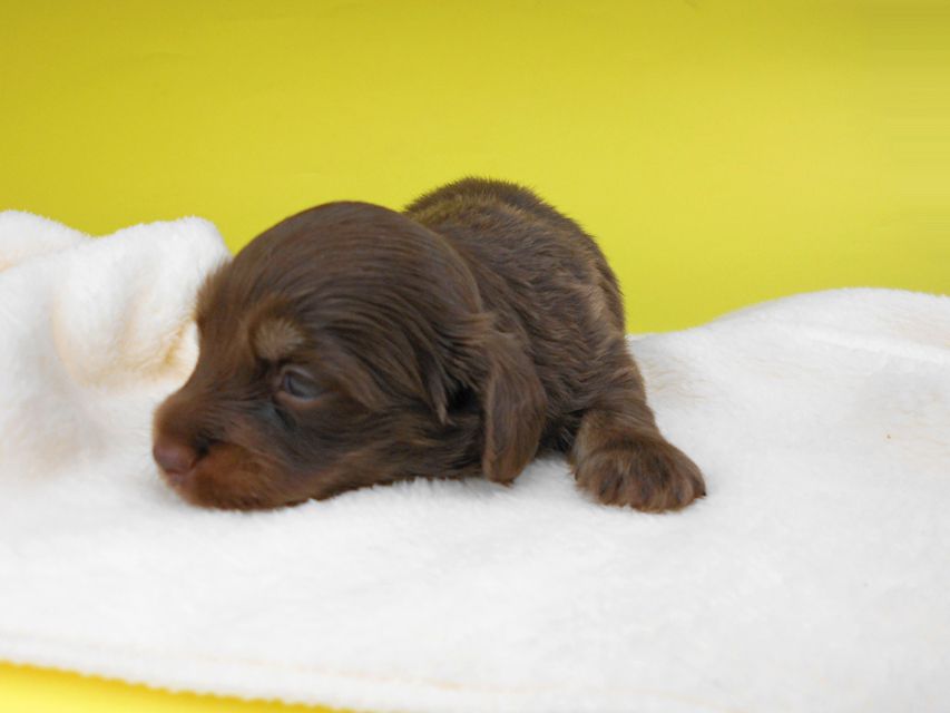 カニンヘンダックスフンド ノエルhp & ブルースの子犬 チョコ系 女の子 お写真初登場