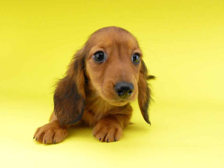 ミニチュアダックスフンド サリーアン & ジムの子犬 レッド 男の子（1）