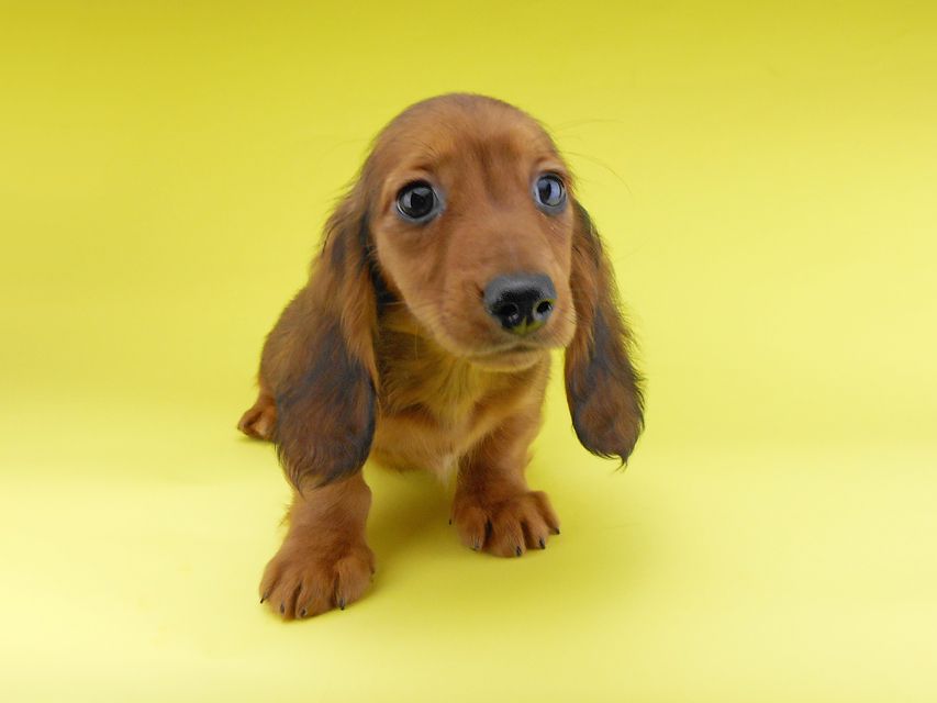 ミニチュアダックスフンド サリーアン & ジムの子犬 レッド 男の子（1）