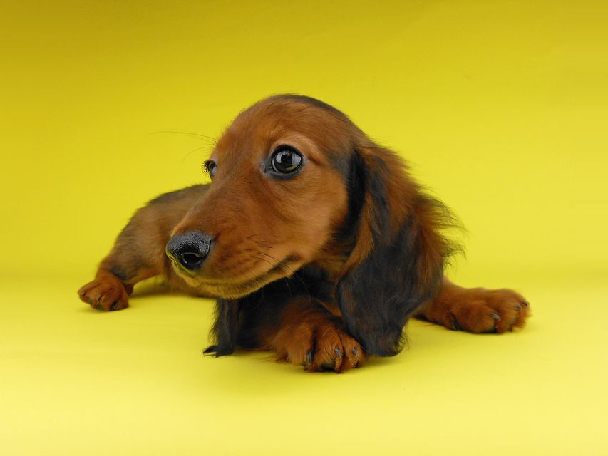 ミニチュアダックスフンド ジャジー & ジムの子犬 レッド 男の子(2)2019-06-21 11.15.01 ミニチュアダックスフンド ジャジー & ジムの子犬 レッド 男の子(2)