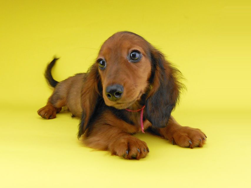 ミニチュアダックスフンド ジャジー & ジムの子犬 レッド 男の子(2)2019-06-21 11.15.20 ミニチュアダックスフンド ジャジー & ジムの子犬 レッド 男の子(2)