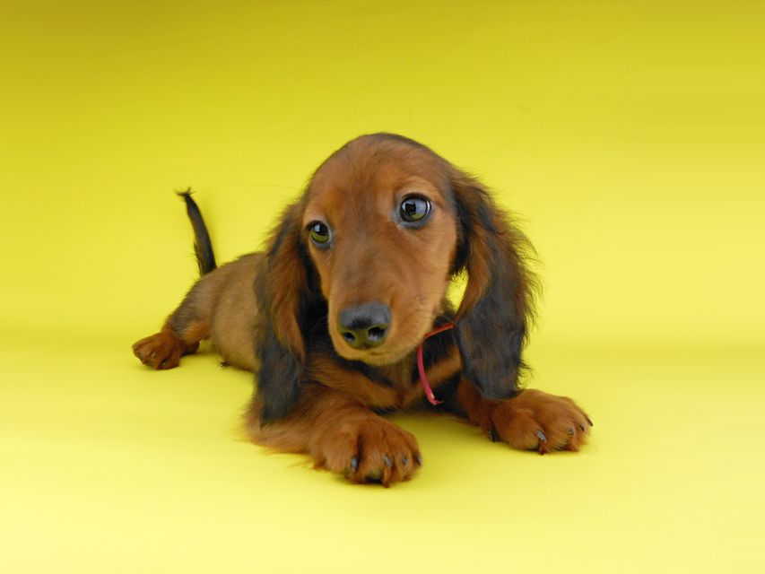 ミニチュアダックスフンド ジャジー & ジムの子犬 レッド 男の子(2)2019-06-21 11.15.42 ミニチュアダックスフンド ジャジー & ジムの子犬 レッド 男の子(2)