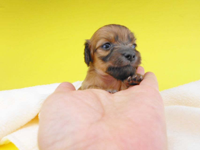 カニンヘンダックスフンド オーシャン & 竹千代の子犬 レッド 男の子 お写真初登場