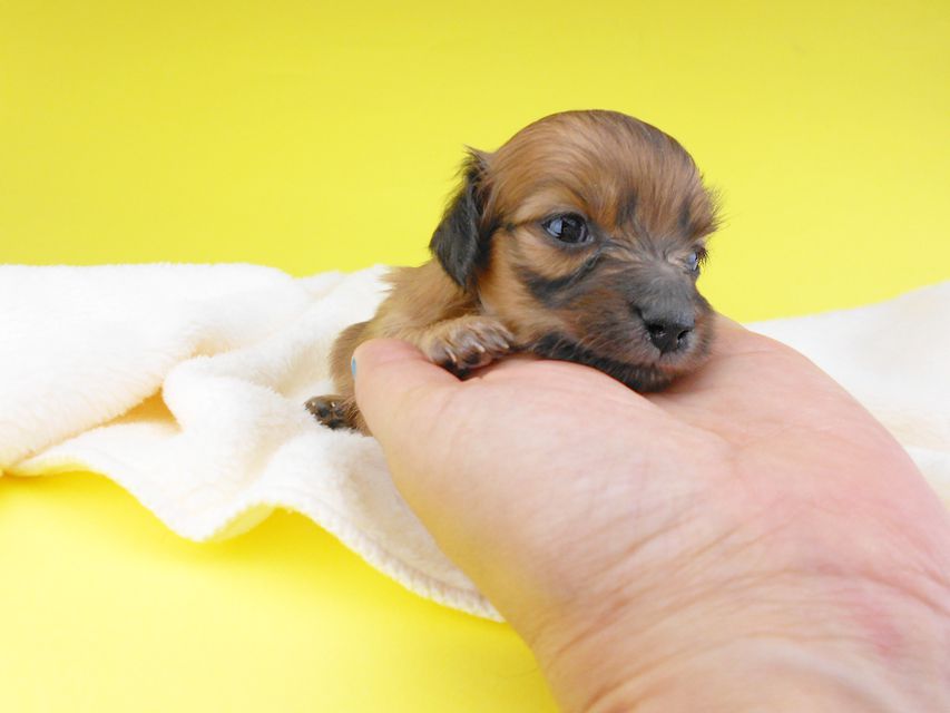 カニンヘンダックスフンド オーシャン & 竹千代の子犬 レッド 男の子 お写真初登場