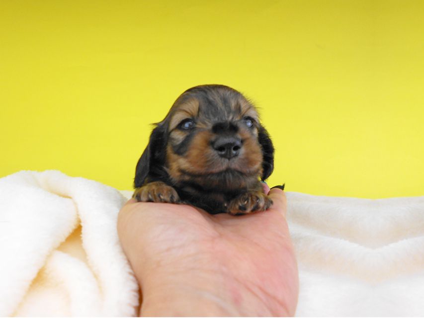 カニンヘンダックスフンド オーシャン & 竹千代の子犬 シェーデットイエロー（シェーデットクリーム） 女の子（2） お写真初登場