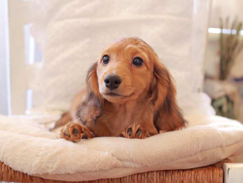 カニンヘン ダックスフンド バンビ & スカッシュの子犬 レッド 男の子2021-03-16 23.10.28 カニンヘン ダックスフンド バンビ & スカッシュの子犬 レッド 男の子