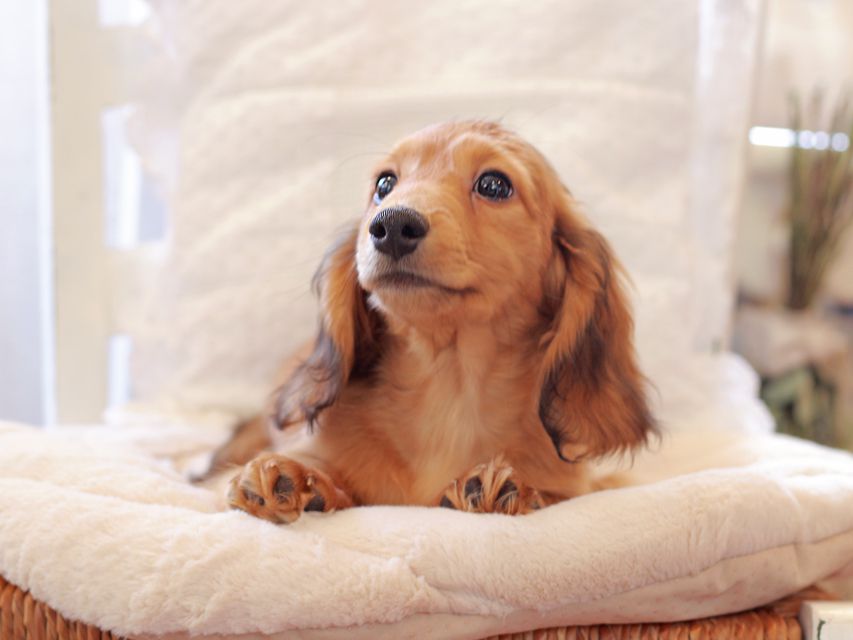 カニンヘン ダックスフンド バンビ & スカッシュの子犬 レッド 男の子2021-03-16 23.10.29 カニンヘン ダックスフンド バンビ & スカッシュの子犬 レッド 男の子