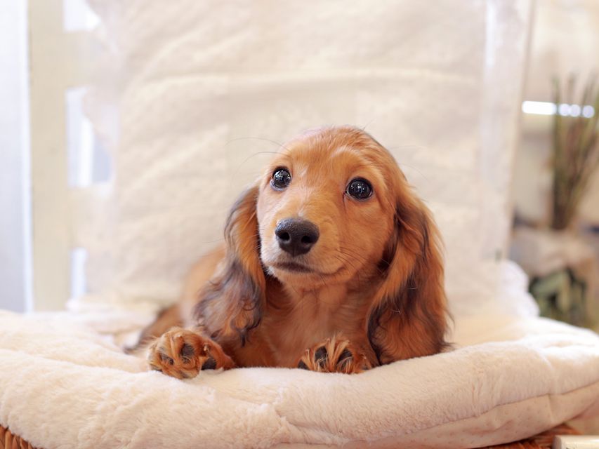 カニンヘン ダックスフンド バンビ & スカッシュの子犬 レッド 男の子2021-03-16 23.10.34-2 カニンヘン ダックスフンド バンビ & スカッシュの子犬 レッド 男の子