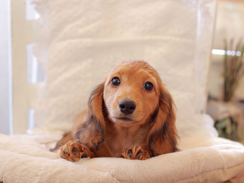 カニンヘン ダックスフンド バンビ & スカッシュの子犬 レッド 男の子2021-03-16 23.10.36 カニンヘン ダックスフンド バンビ & スカッシュの子犬 レッド 男の子