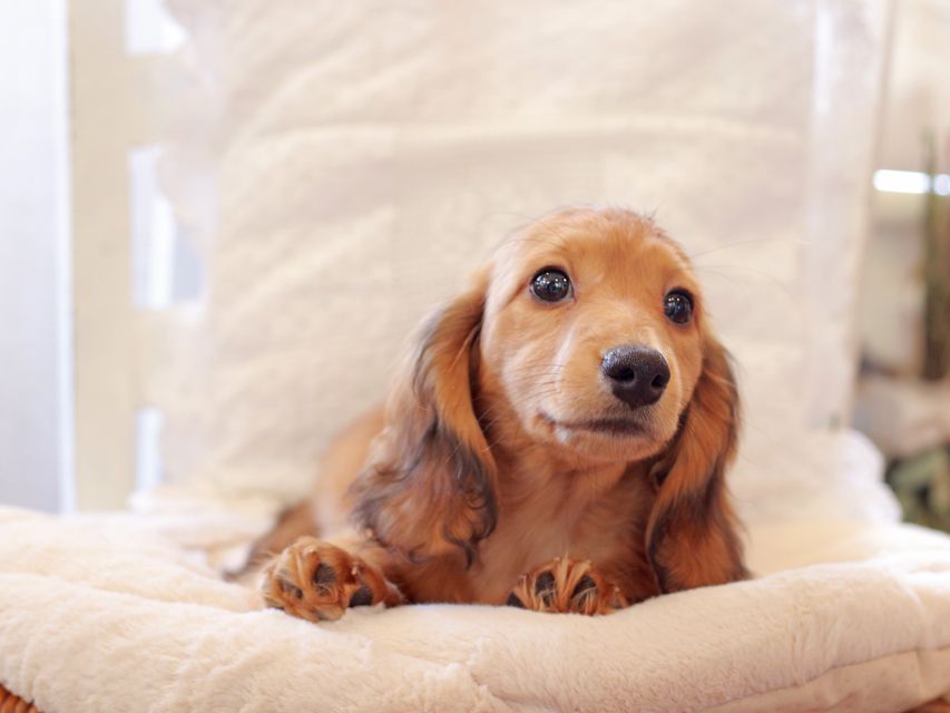 カニンヘン ダックスフンド バンビ & スカッシュの子犬 レッド 男の子2021-03-16 23.10.37-1 カニンヘン ダックスフンド バンビ & スカッシュの子犬 レッド 男の子