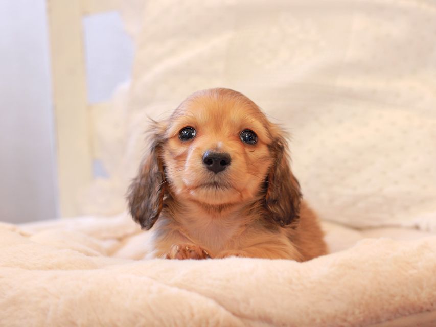 カニンヘン ダックスフンド ププリン & スカッシュの子犬 ペールレッド 男の子