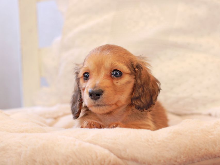 カニンヘン ダックスフンド ププリン & スカッシュの子犬 ペールレッド 男の子