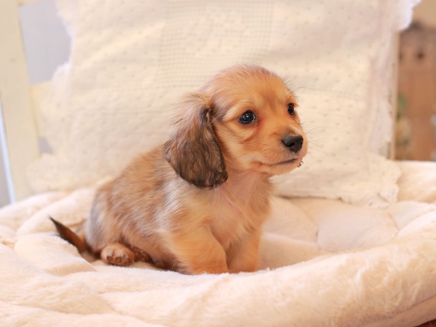 カニンヘン ダックスフンド ププリン & スカッシュの子犬 ペールレッド 男の子