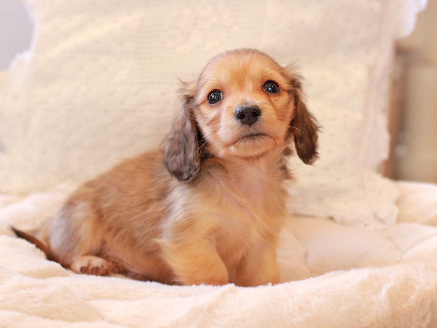 カニンヘン ダックスフンド ププリン & スカッシュの子犬 ペールレッド 男の子