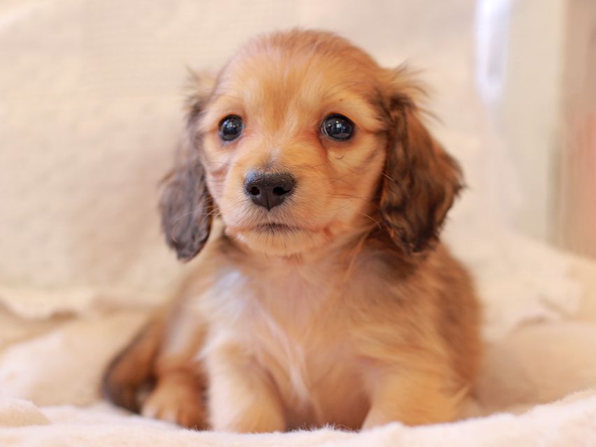 カニンヘン ダックスフンド ププリン & スカッシュの子犬 ペールレッド 男の子