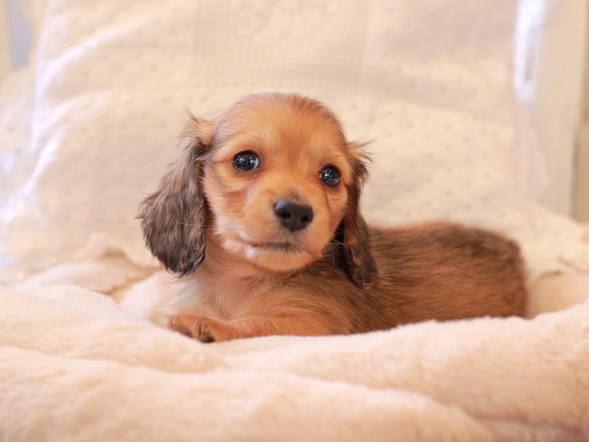 カニンヘン ダックスフンド ププリン & スカッシュの子犬 ペールレッド 男の子