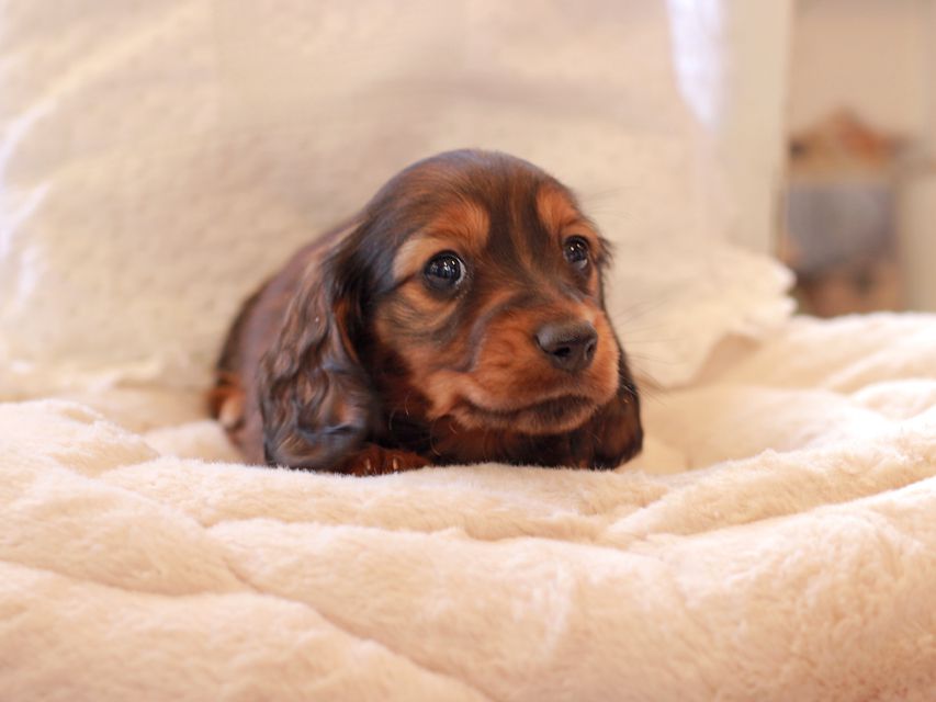 ミニチュア ダックスフンド ジャジー & まもるCHの子犬 レッド 男の子（1）