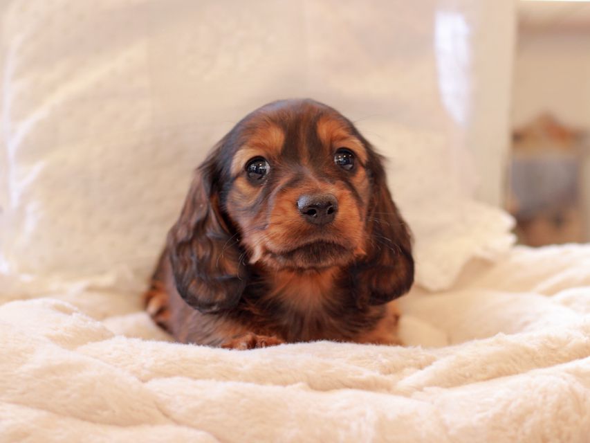 ミニチュア ダックスフンド ジャジー & まもるCHの子犬 レッド 男の子（1）