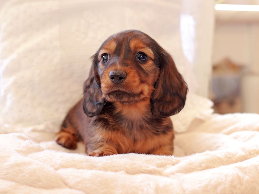 ミニチュア ダックスフンド ジャジー & まもるCHの子犬 レッド 男の子（1）