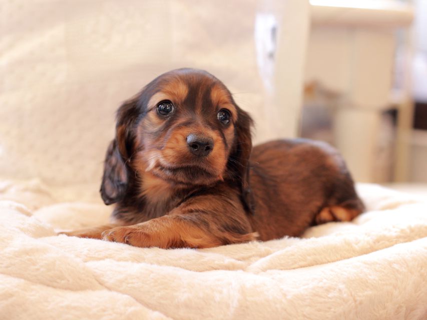 ミニチュア ダックスフンド ジャジー & まもるCHの子犬 レッド 男の子（1）