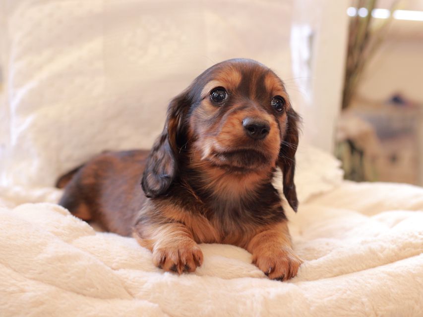 ミニチュア ダックスフンド ジャジー & まもるCHの子犬 レッド 男の子（1）