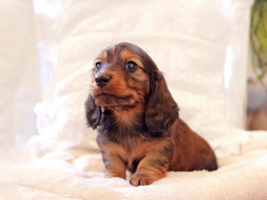 ミニチュア ダックスフンド ジャジー & まもるCHの子犬 レッド 男の子(2)2021-03-16 23.37.41 ミニチュア ダックスフンド ジャジー & まもるCHの子犬 レッド 男の子(2)