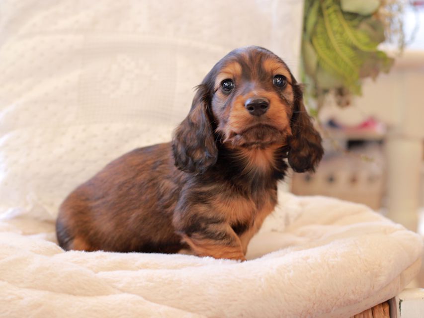 ミニチュア ダックスフンド ジャジー & まもるCHの子犬 レッド 男の子(2)2021-03-16 23.37.57-1 ミニチュア ダックスフンド ジャジー & まもるCHの子犬 レッド 男の子(2)