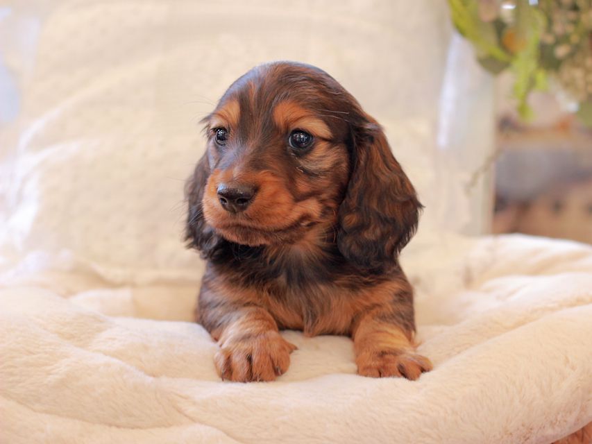 ミニチュア ダックスフンド ジャジー & まもるCHの子犬 レッド 男の子(2)2021-03-16 23.38.25 ミニチュア ダックスフンド ジャジー & まもるCHの子犬 レッド 男の子(2)