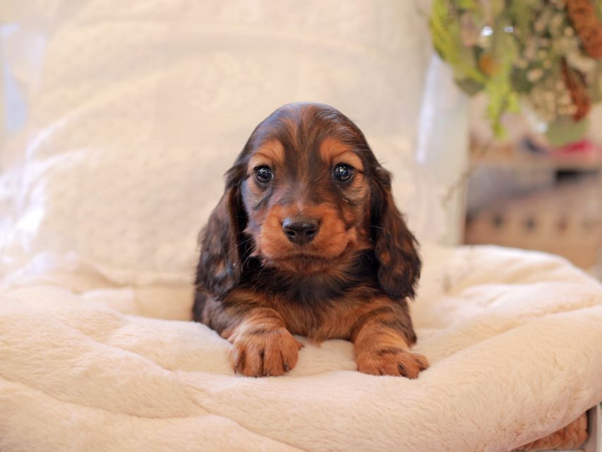 ミニチュア ダックスフンド ジャジー & まもるCHの子犬 レッド 男の子(2)2021-03-16 23.38.28 ミニチュア ダックスフンド ジャジー & まもるCHの子犬 レッド 男の子(2)