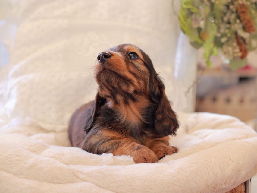 ミニチュア ダックスフンド ジャジー & まもるCHの子犬 レッド 男の子(2)2021-03-16 23.38.36 ミニチュア ダックスフンド ジャジー & まもるCHの子犬 レッド 男の子(2)