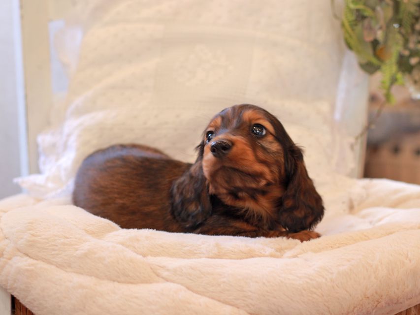 ミニチュア ダックスフンド ジャジー & まもるCHの子犬 レッド 男の子(2)2021-03-16 23.38.56 ミニチュア ダックスフンド ジャジー & まもるCHの子犬 レッド 男の子(2)