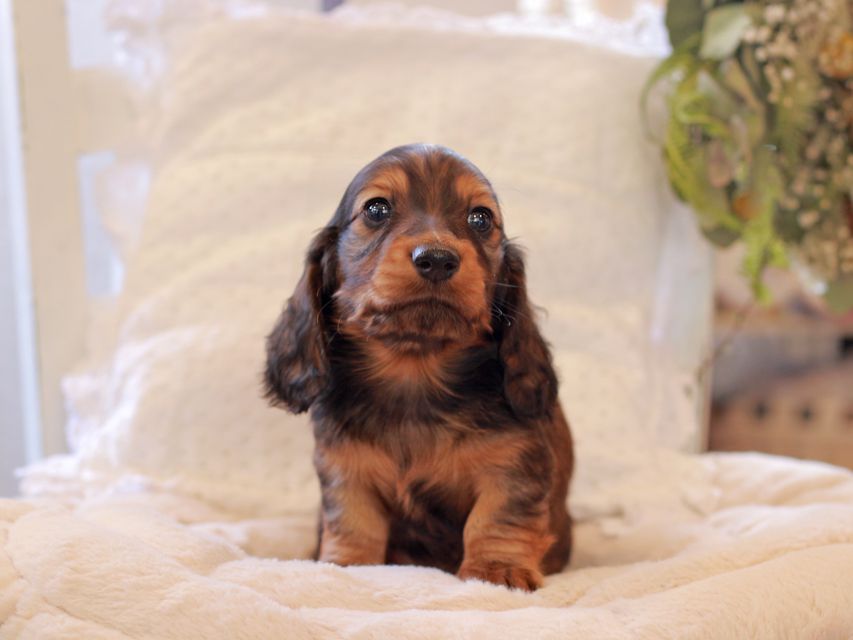 ミニチュア ダックスフンド ジャジー & まもるCHの子犬 レッド 男の子(2)2021-03-16 23.39.23 ミニチュア ダックスフンド ジャジー & まもるCHの子犬 レッド 男の子(2)