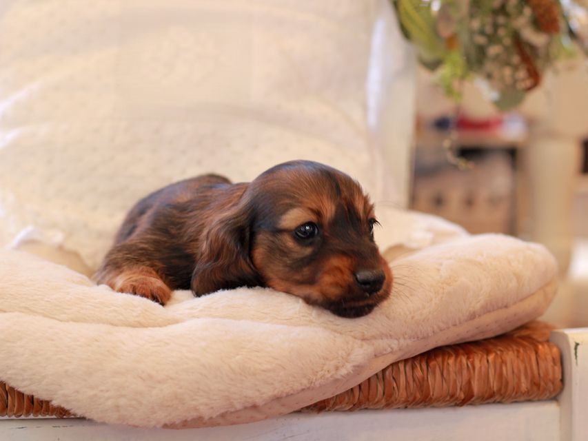 ミニチュア ダックスフンド ジャジー & まもるCHの子犬 レッド 女の子（1）