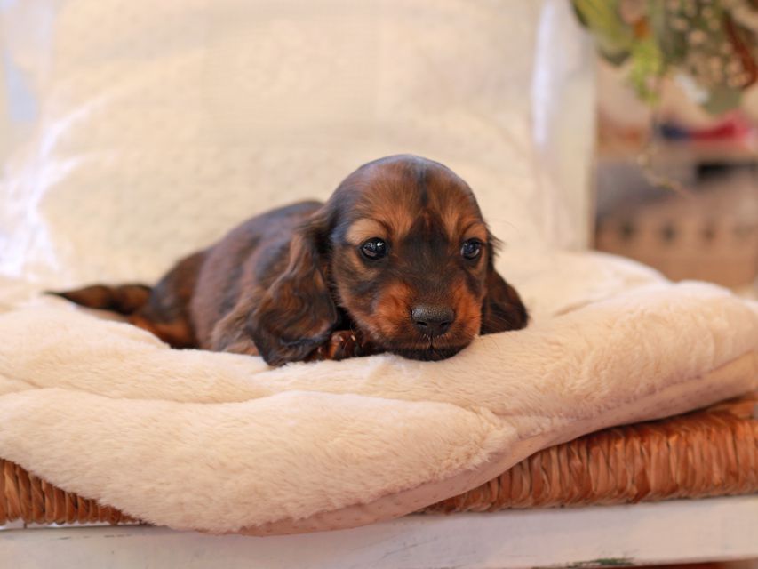 ミニチュア ダックスフンド ジャジー & まもるCHの子犬 レッド 女の子（1）