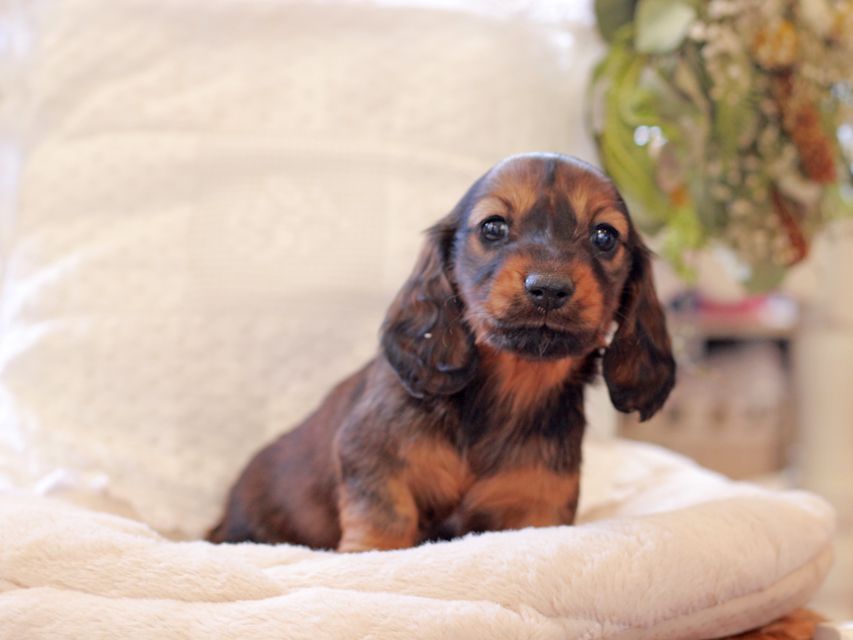 ミニチュア ダックスフンド ジャジー & まもるCHの子犬 レッド 女の子（1）