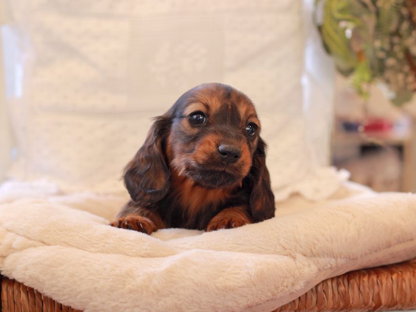 ミニチュア ダックスフンド ジャジー & まもるCHの子犬 レッド 女の子（1）